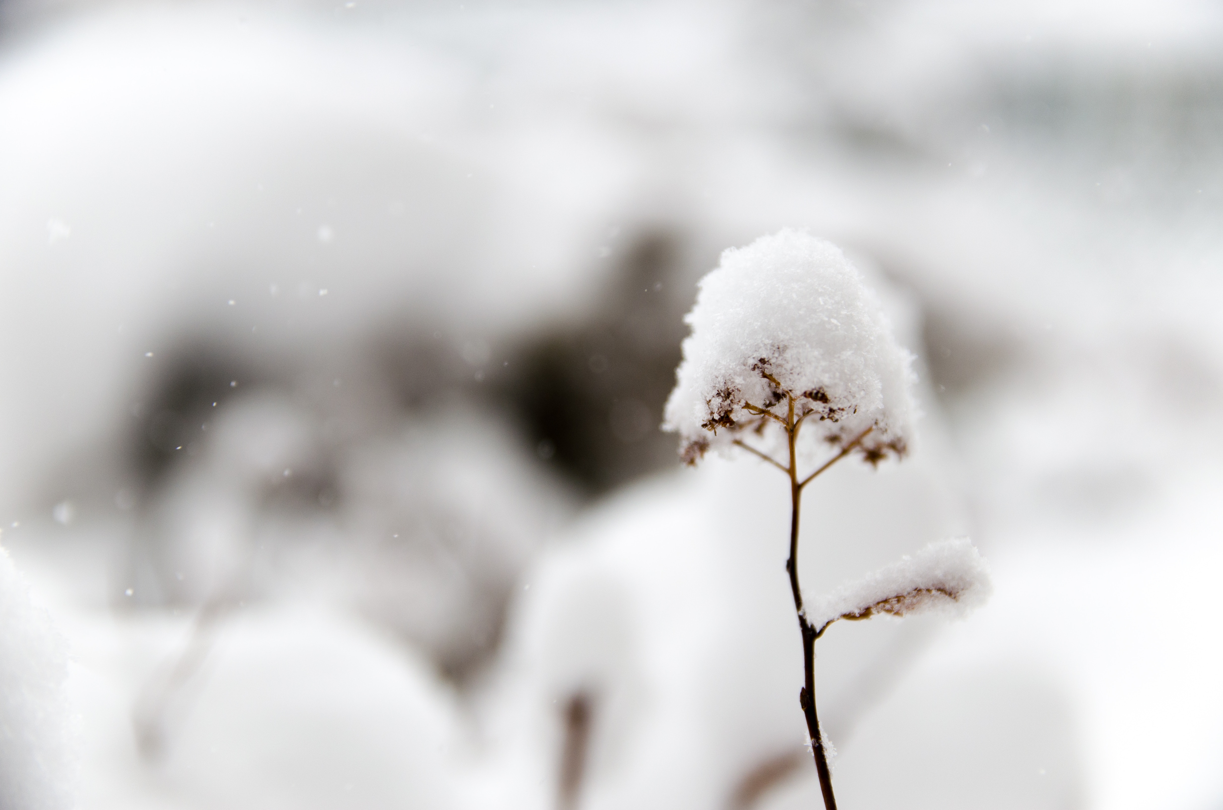 teletravail neige