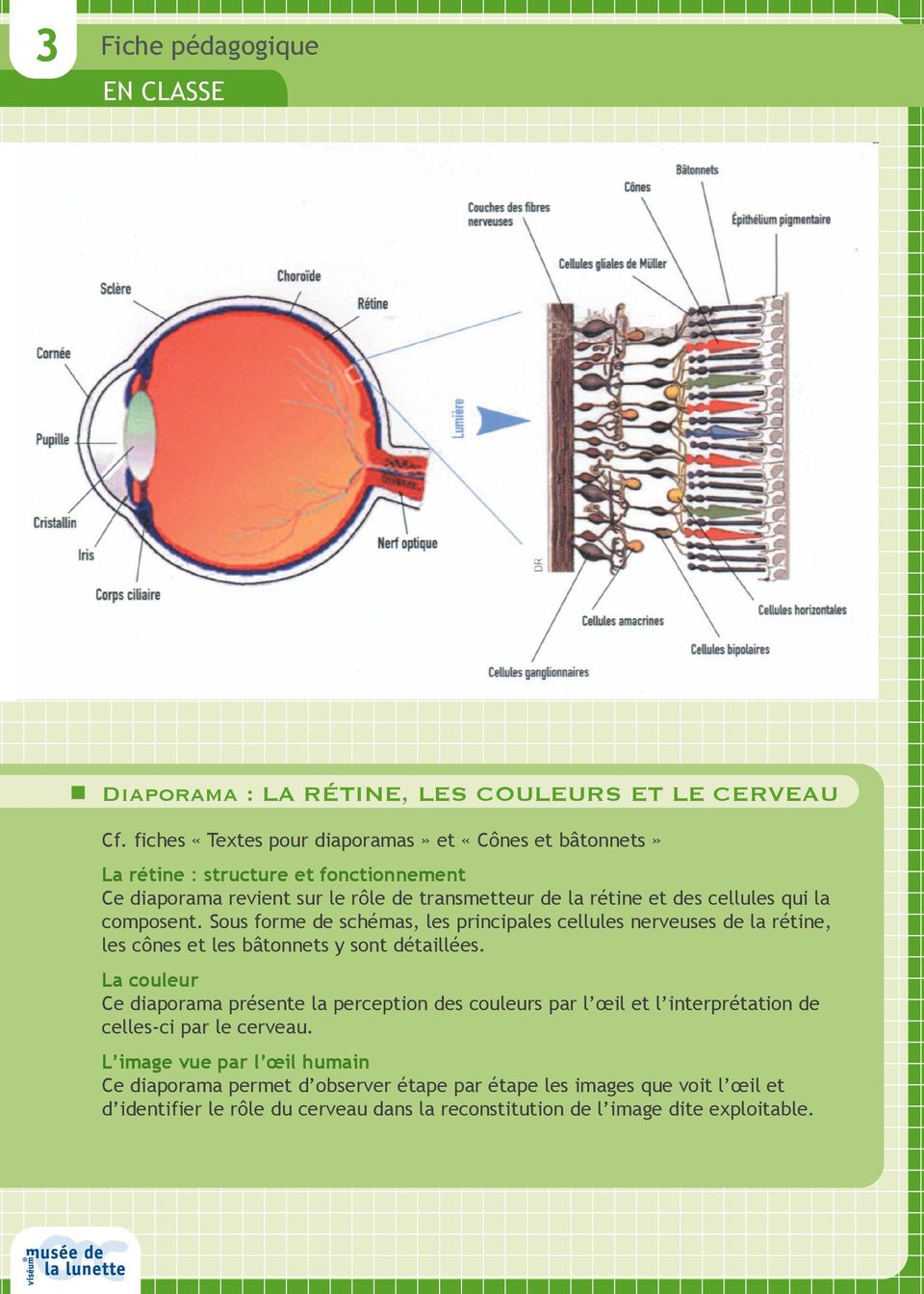 travail a la maison la retine zone de reception des informations